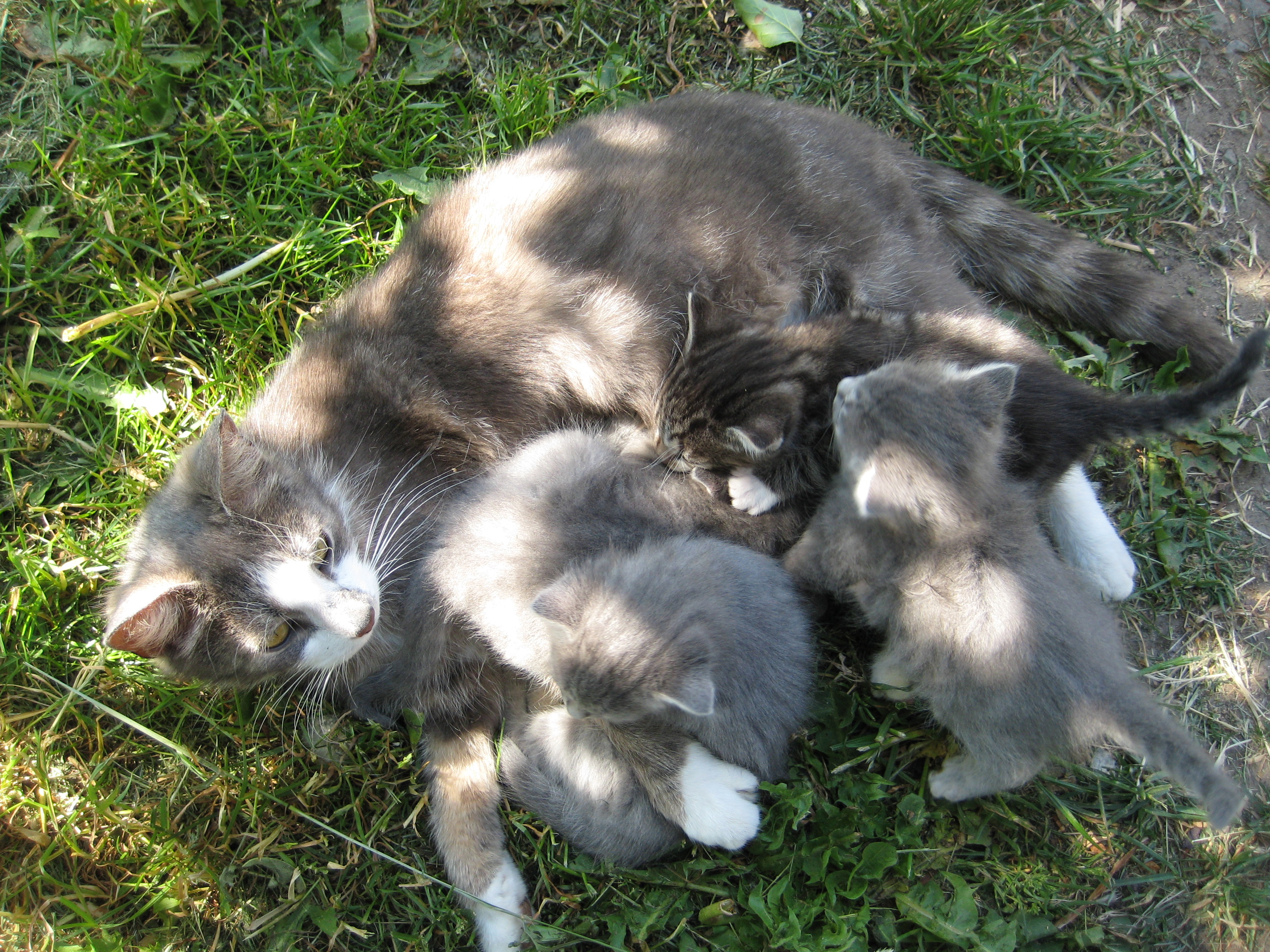 Effie med sina sista kattungar (alla slda) syster till SID och SPENSER vra tre flaskuppfdda kattungar, mamma frsvann nr de var 2 v. gamla