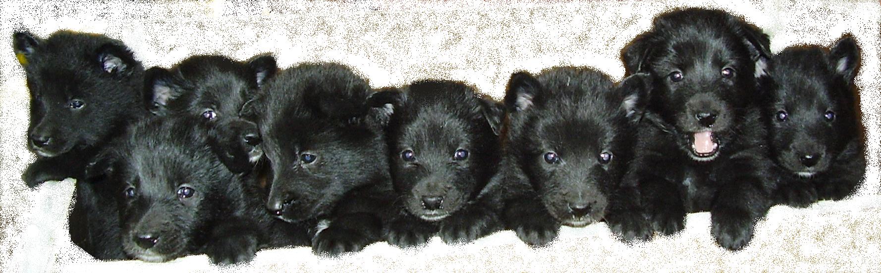 Litter born in january 2006 from Widholmens Jumping Jack Flash and U2 des Etangs Sauvages